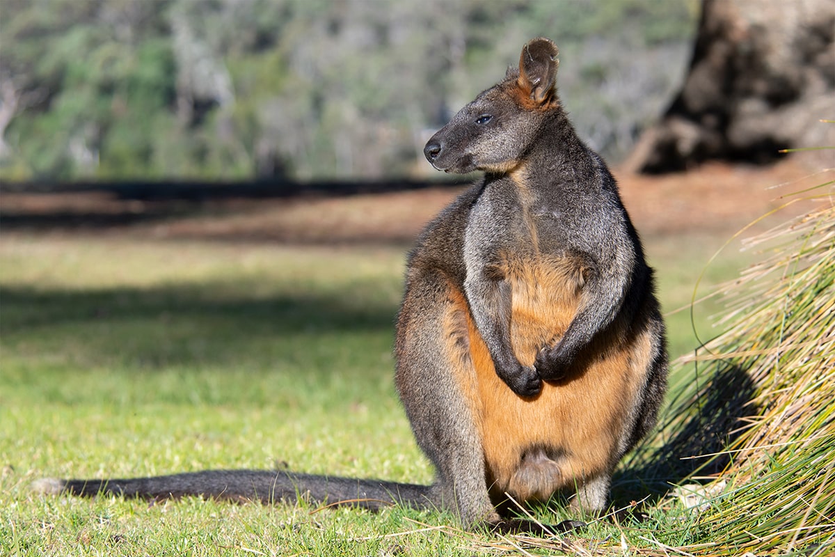 Sydney wildlife - Swamp wallaby at the Basin