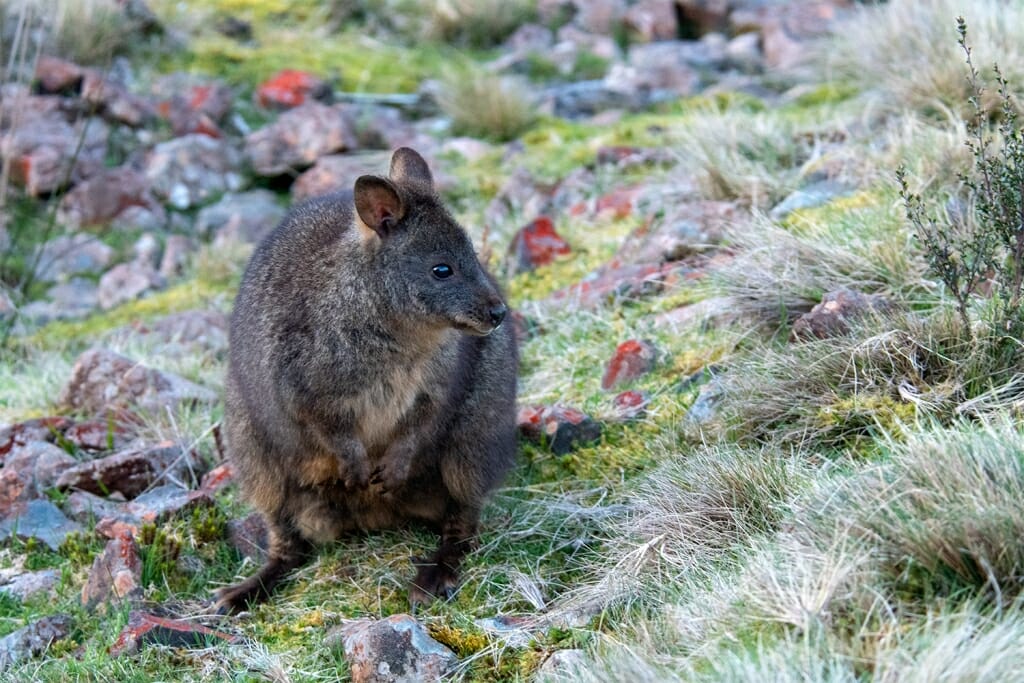 Tasmania wildlife - Tasmania pademelon