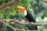 Toco toucan in Brazil