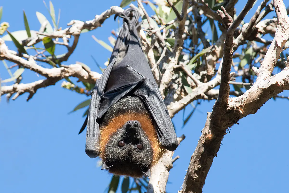 grey-headed flying fox