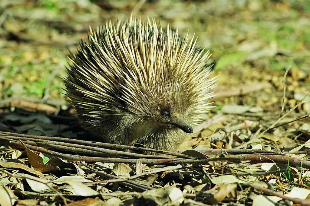 echidna walking on the grass