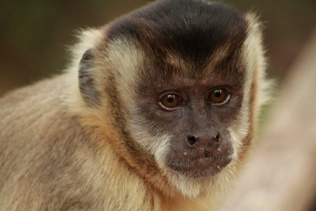 35 amazing Brazilian animals you can spot on your travels