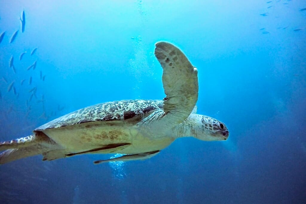 sea turtle Sipadan