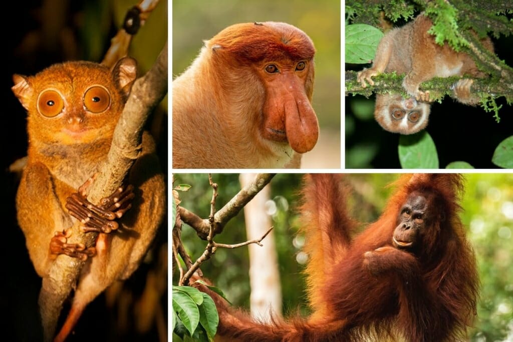 Borneo animals and where to see Borneo wildlife