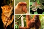 Borneo animals and where to see Borneo wildlife