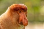 Borneo animals - Proboscis-monkey
