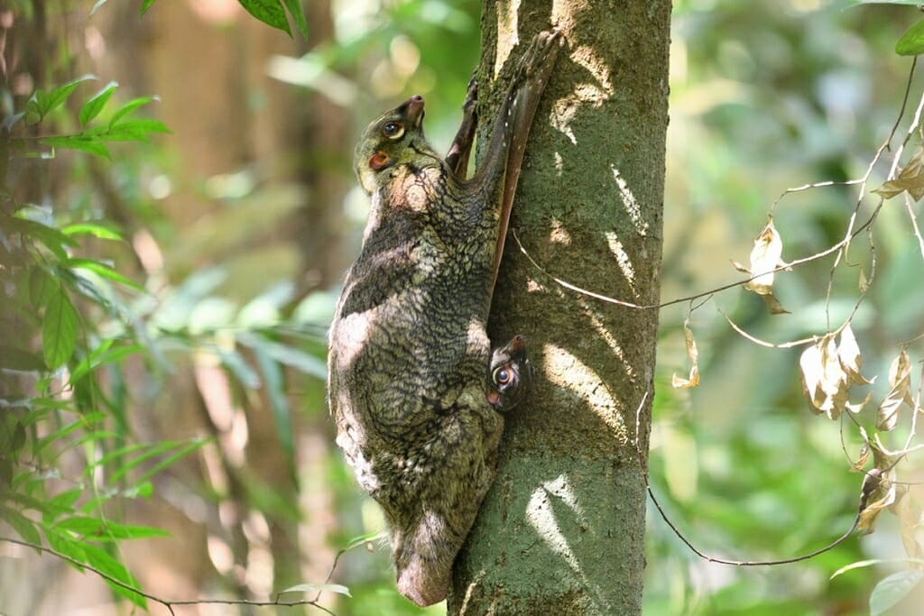 Animals Borneo - Colugo with a young