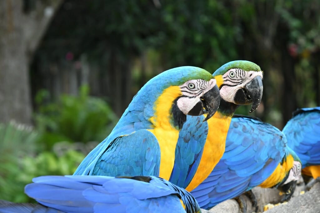 Collective nouns for animals - pandemonium of parrots