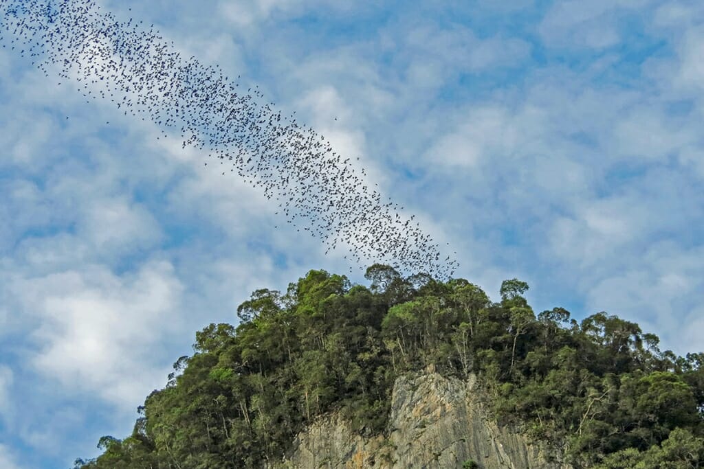 bats at Gunung Mulu