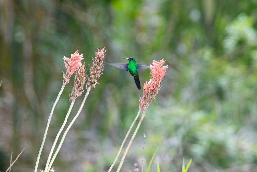 Wildlife in Brazil - White-throated hummingbird at Santuario do Caraca