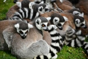 Collective nouns for animals - a conspirancy of lemurs