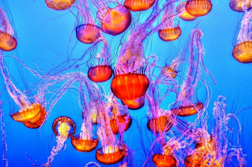 The collective noun for a group of jellyfish is a smack of jellyfish