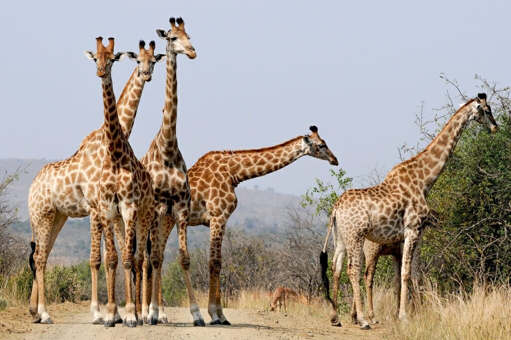 Collective nouns for animals - a tower of giraffes