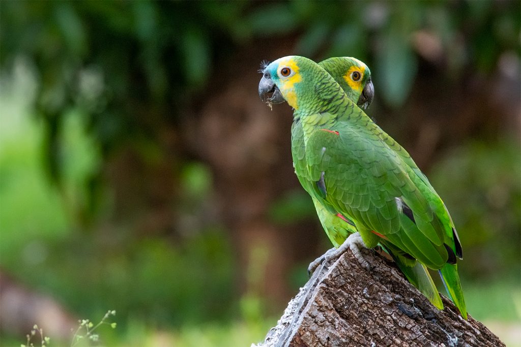 Blue-fronted parrots