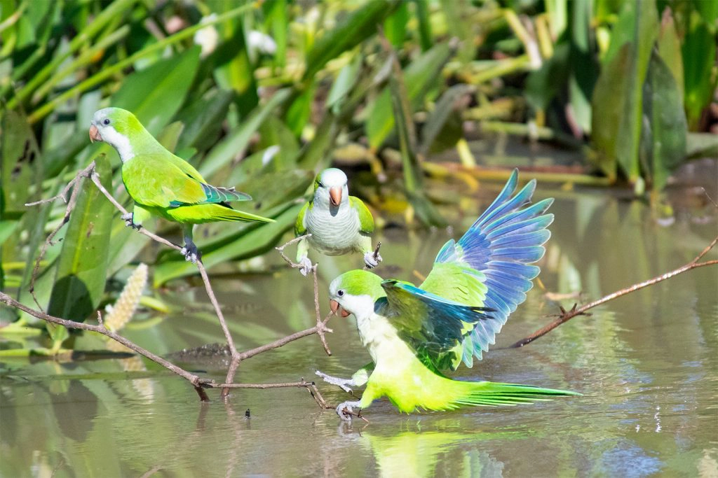 Monk parakeets