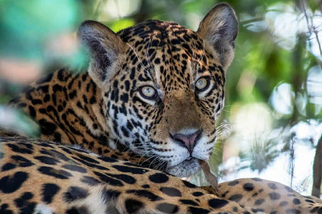 Jaguar in the pantanal