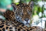Costa Rica wild cats - jaguar