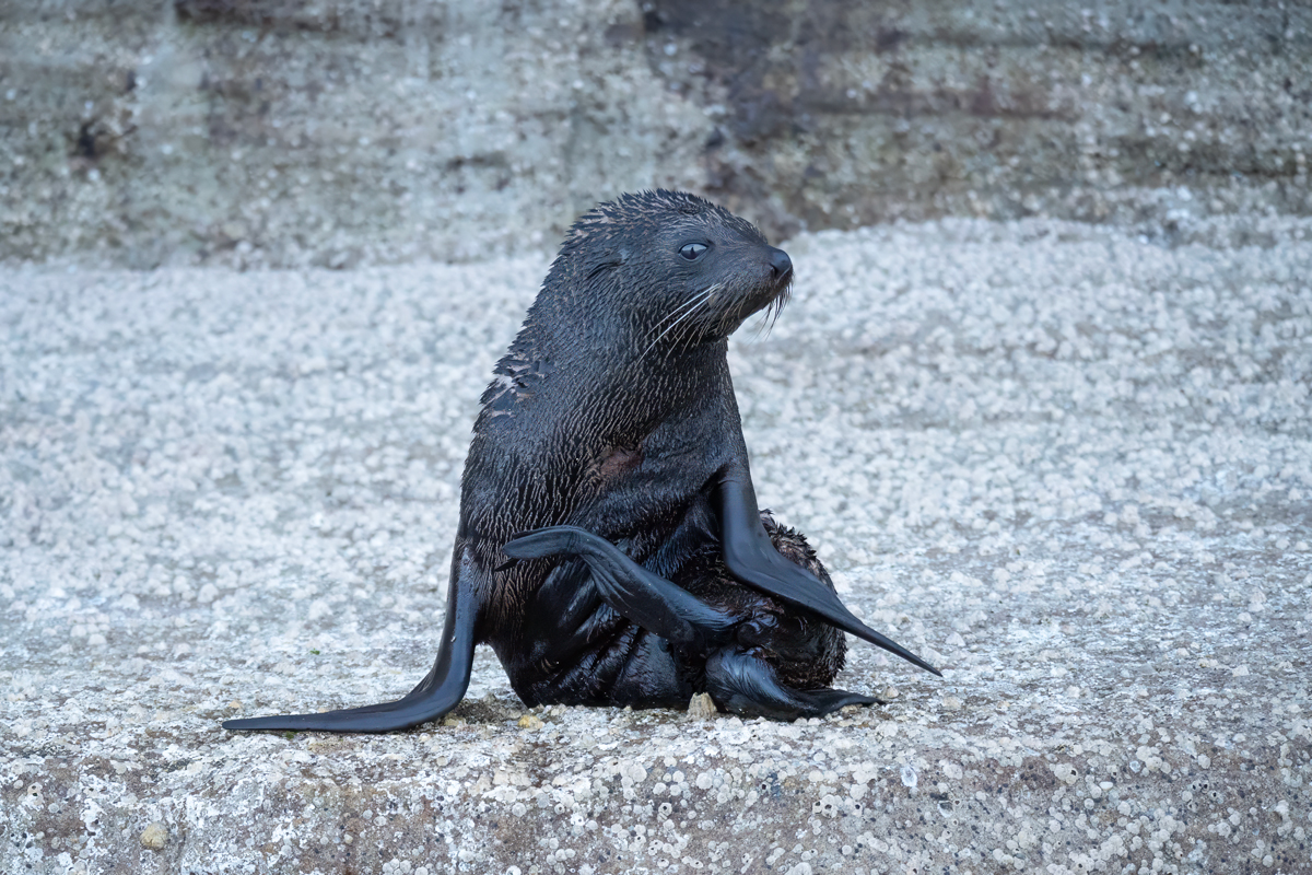 Pelagic Raptors Pelagic Wildlife Watching Tour from Sydney - The Wildlife Diaries