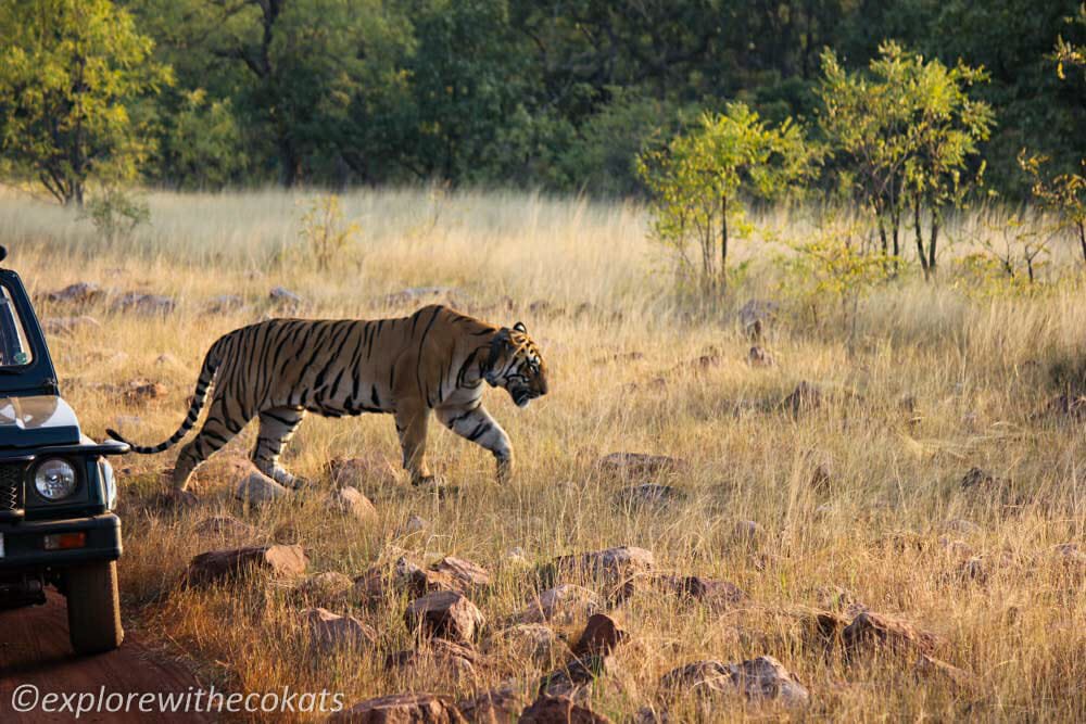 Bengal tiger in Tadoba Tiger Reserve, India