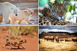 Best Safari Holidays Destinations Around the World