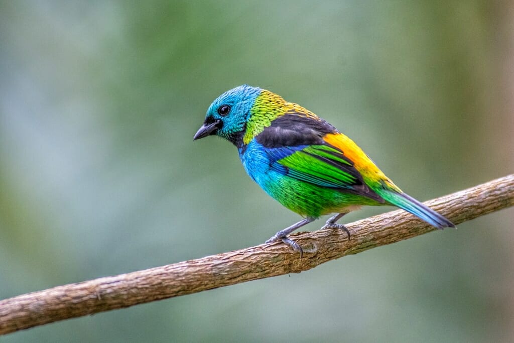 Green-headed tanager in Brazil