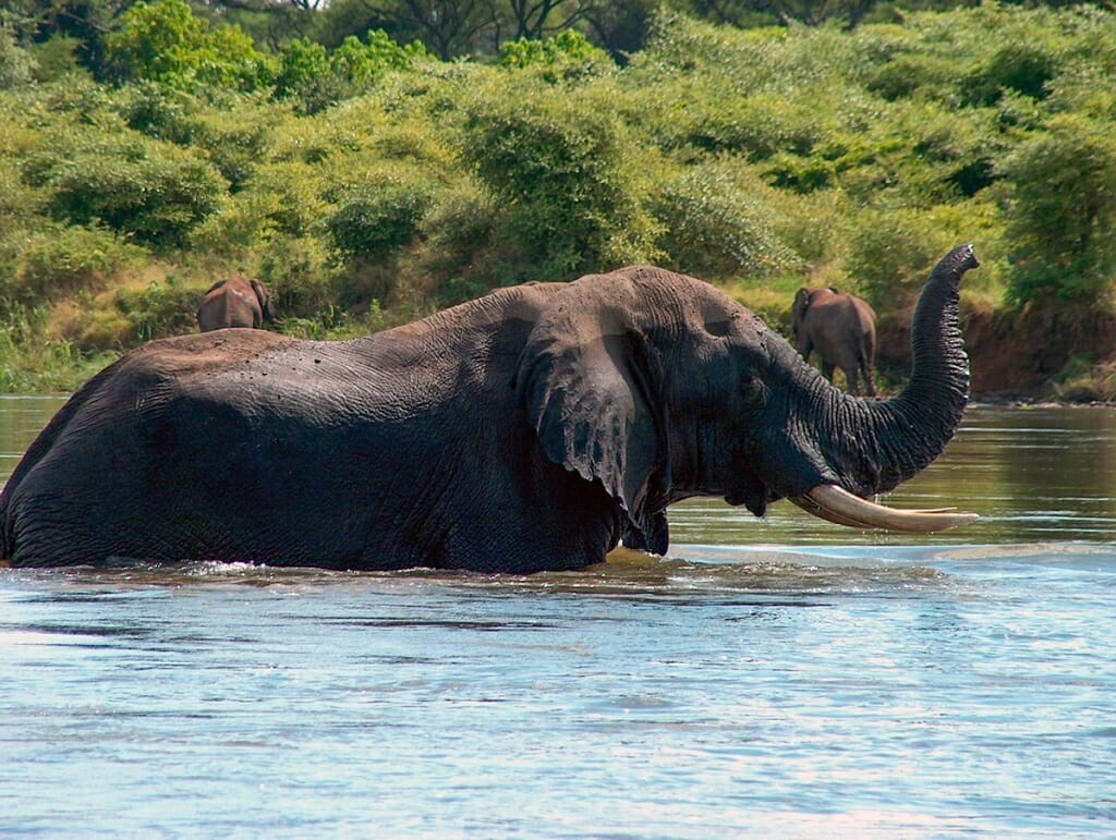 Elephant in Zambezi River