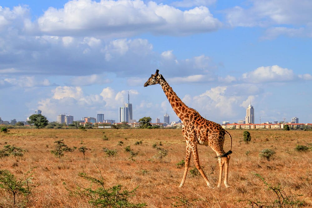 African safari holidays in Nairobi National Park