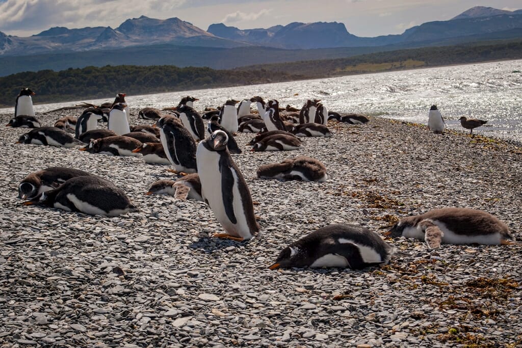wildilfe watching in south america -Penguins on Isla Martillo