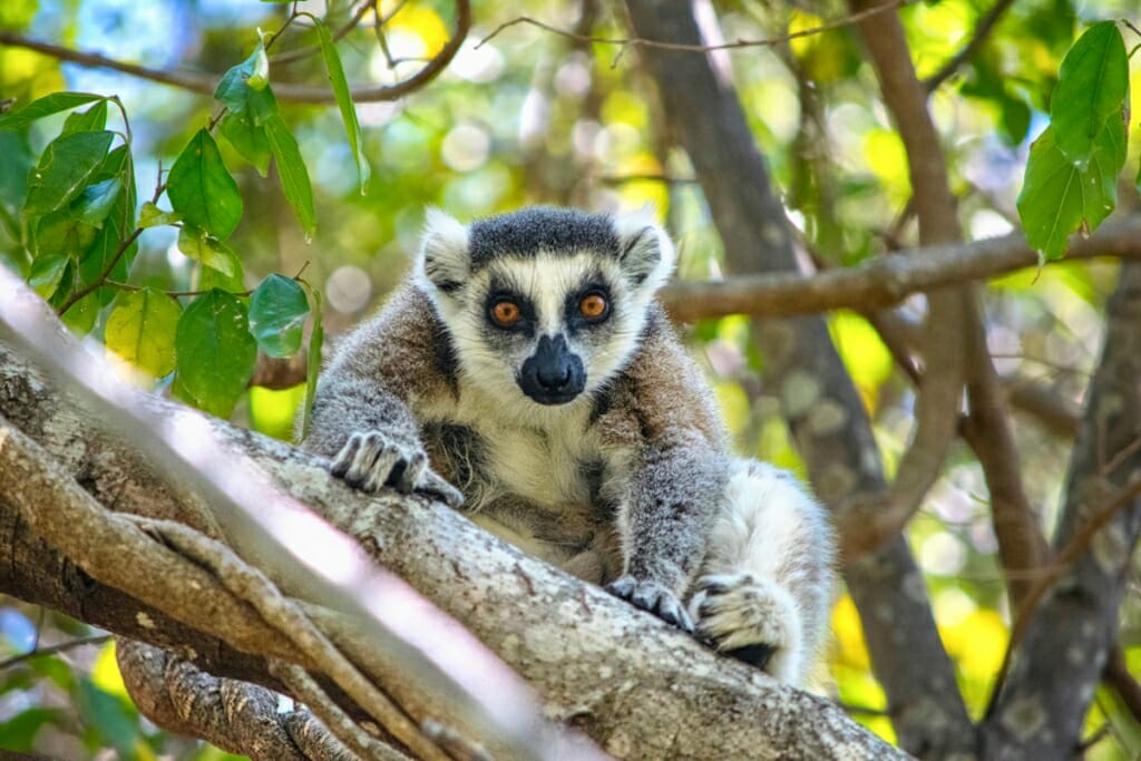 African Safari holidays - Ring-tailed lemur in Madagascar
