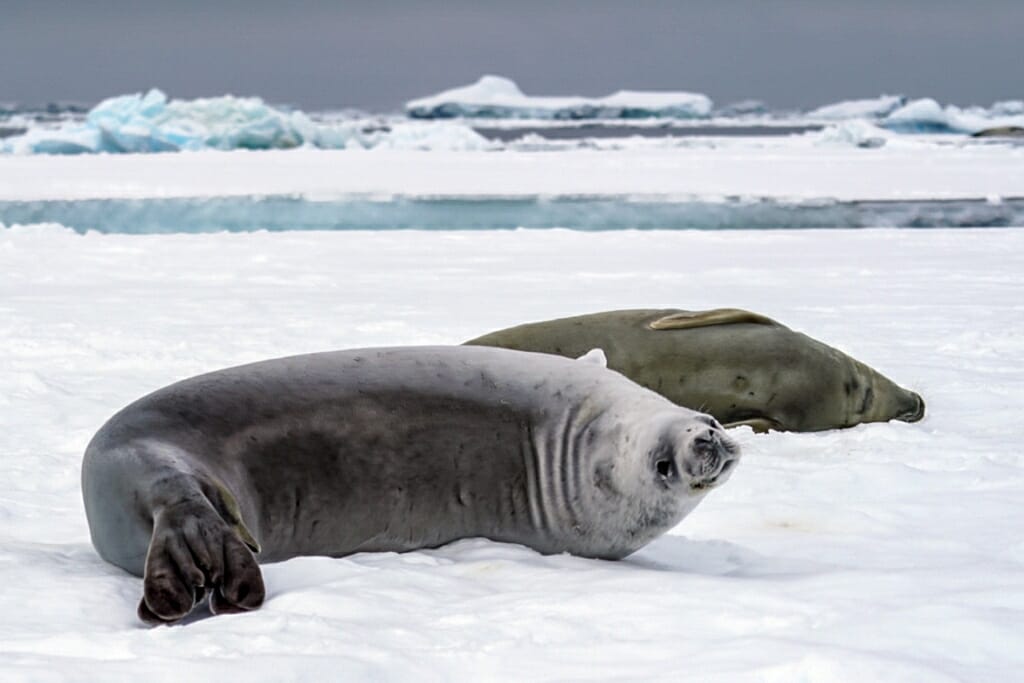 seals in Antarctica