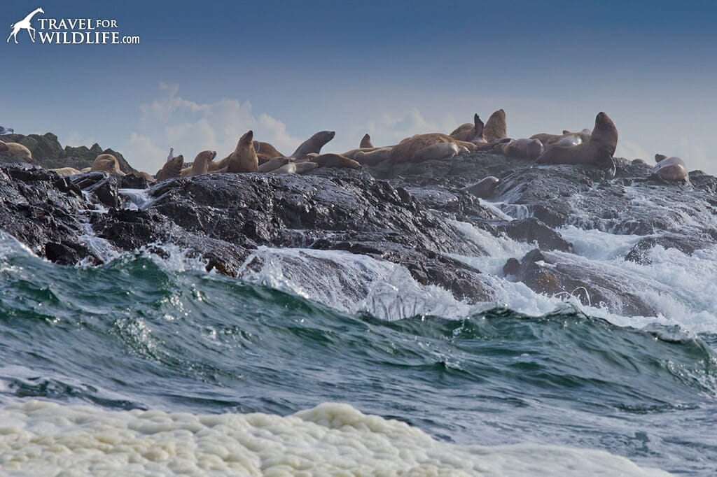 Steller sea lions in Tofino