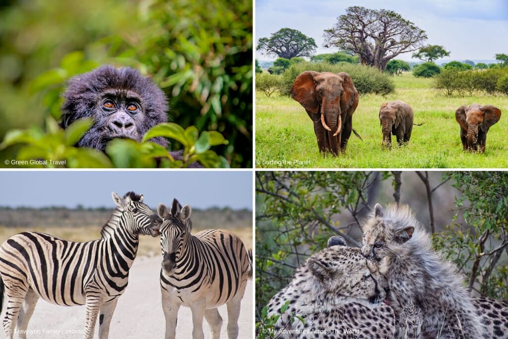Top African Safari Holidays Destinations