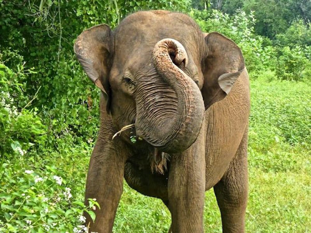 Sri Lankan safari - Asian elephant in Udawalawe National Park