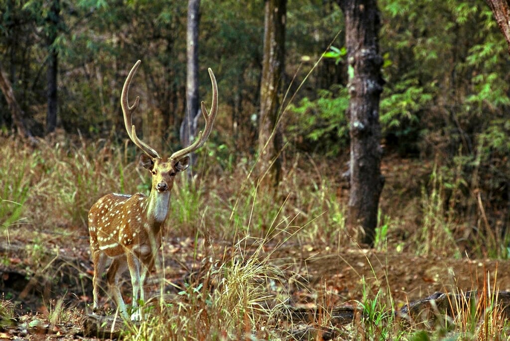 Kanha National Park safari - Chital stag