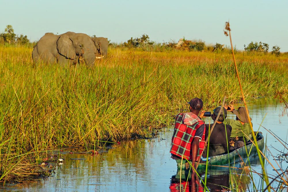 Elephants in Okavango Delta, Botswana
