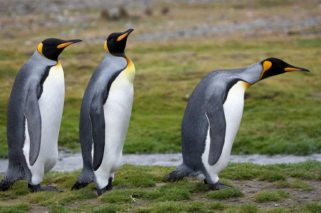 Safari Destinations: Emperor Penguins on South Georgia Island