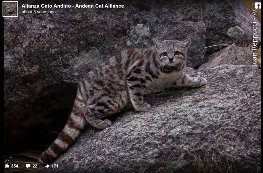 Andean mountain cat by Andian cat alliance
