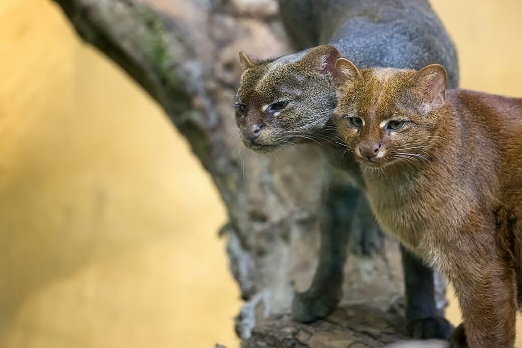 odd type of wild cats - Jaguarundi 