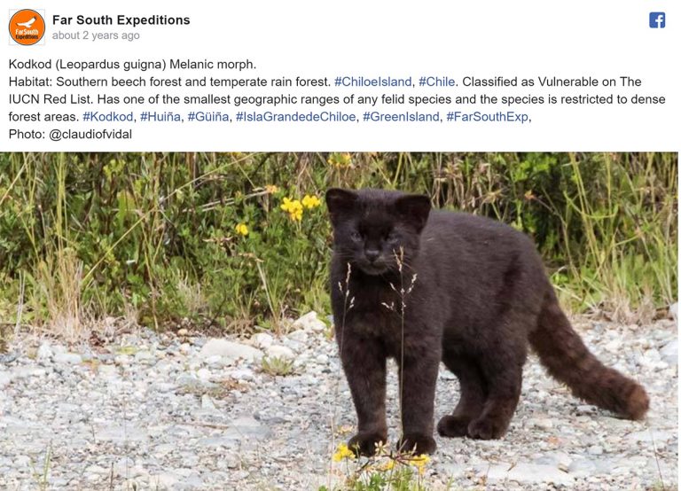 11 Stunning South American Wild Cats and Where to See Them