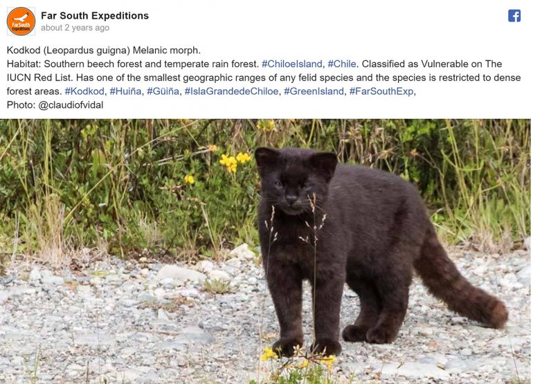 11 Stunning South American Wild Cats and Where to See Them