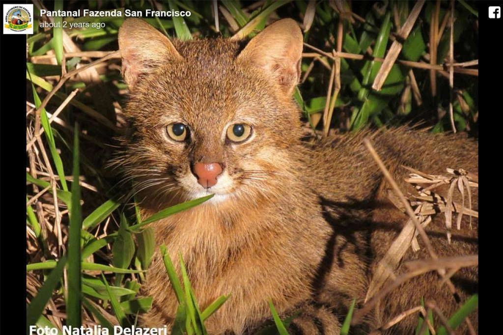 Pampas cat by Fazenda san francisco