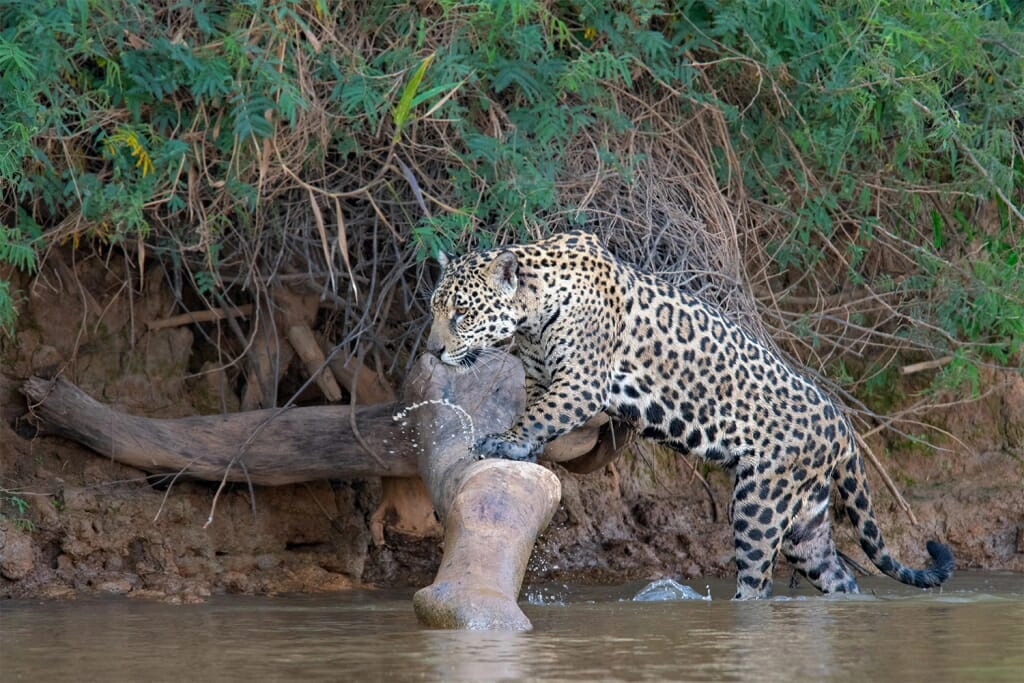 Female jaguar on the prawl for her next meal in the Pantanal