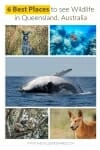 6 Best Places to see Wildlife in Queensland, Australia