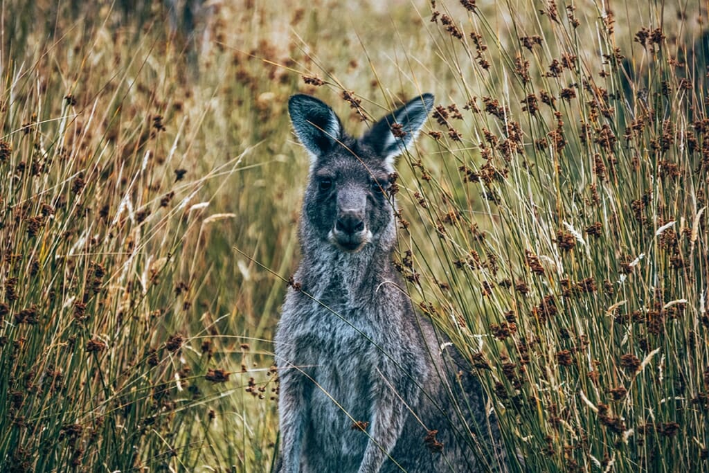 Queensland wildlife - Eastern Grey Kangaroo