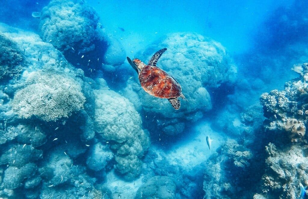 Queensland animals - Sea turtle at Great Barrier Reef