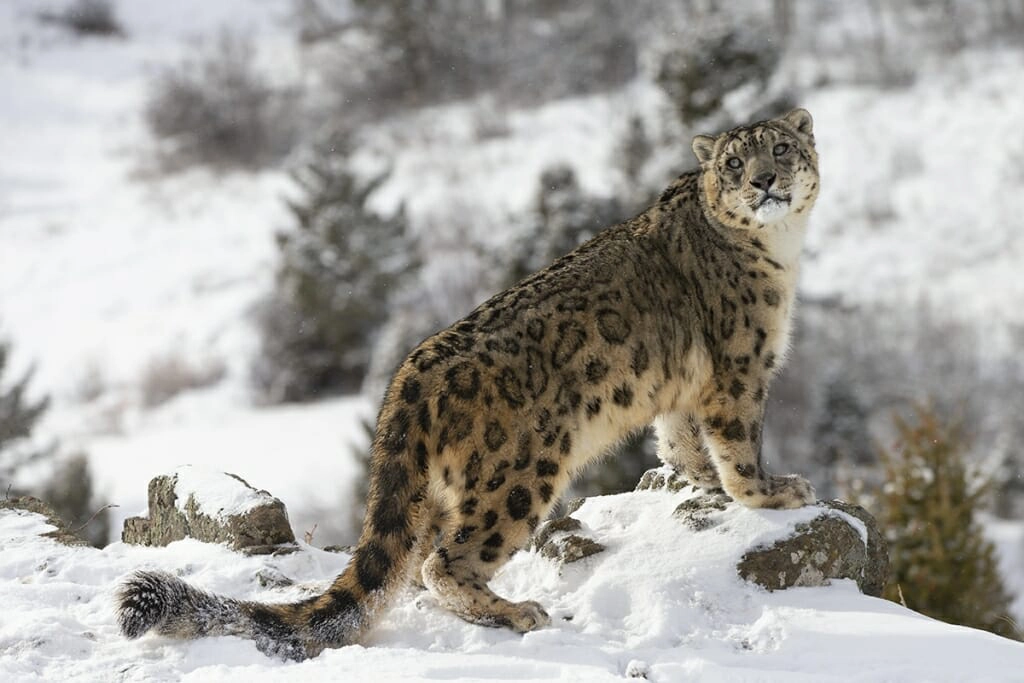 animals of bhutan - snow leopard