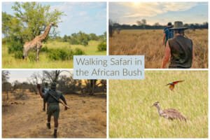 Walking Safari in the South African bush