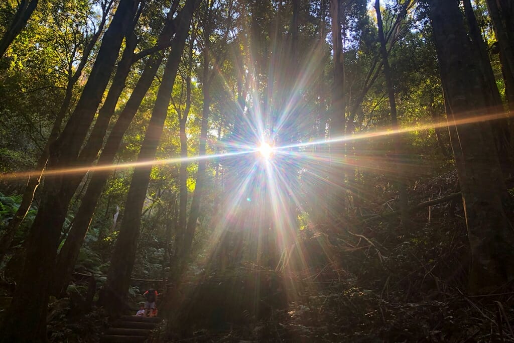 ray of sunshine in Leura Forest Blue Mountains