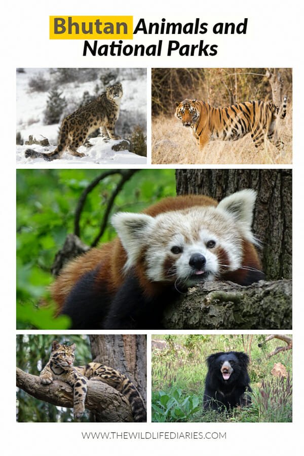 Bhutan Animals and the National Parks of Bhutan