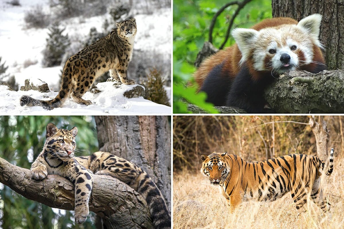 15 Amazing Bhutan Animals and all 10 of the Kingdom's National Parks